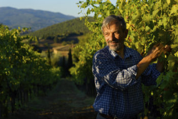 Winegrower Sergio Gargari harvesting grapes in his vineyard Pieve de Pitti, Terricciola, wine region Colline Pisane, Tuscany, Italy.
