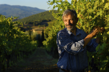 Winegrower Sergio Gargari harvesting grapes in his vineyard Pieve de Pitti, Terricciola, wine region Colline Pisane, Tuscany, Italy.